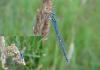 Coenagrion sp.